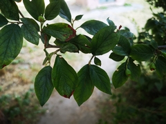 Cotoneaster lucidus