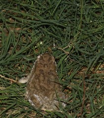 Duttaphrynus stomaticus