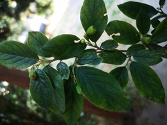 Cotoneaster lucidus