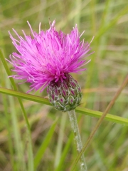 Cirsium tuberosum