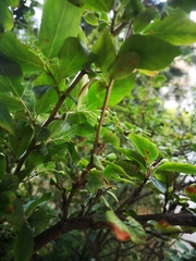Cotoneaster lucidus