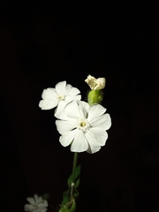 Silene latifolia