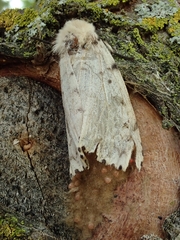 Lymantria dispar dispar