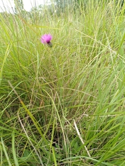 Cirsium tuberosum