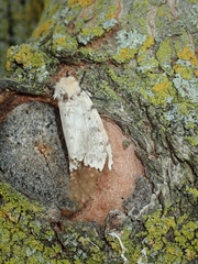 Lymantria dispar dispar