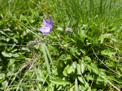 Campanula herminii