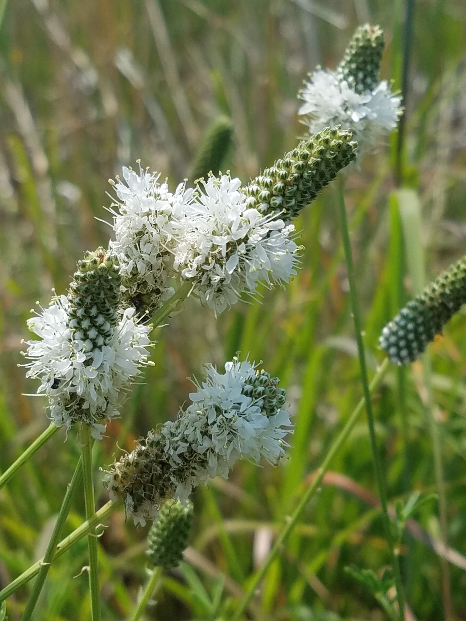 Dalea candida var. candida