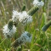 White Prairie Clover - Photo (c) Janet Nelson, some rights reserved (CC BY-NC-ND), uploaded by Janet Nelson