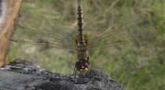 Urothemis edwardsii