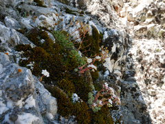 Saxifraga pentadactylis willkommiana