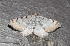 Macaria adonis