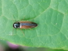 Adrastus pallens