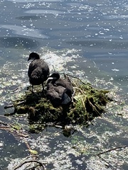 Fulica atra