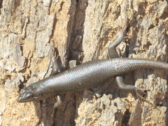 Trachylepis sparsa