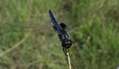 Urothemis edwardsii
