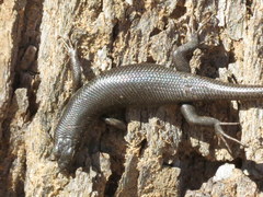 Trachylepis sparsa