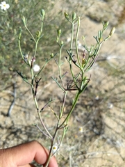 Nicolletia trifida