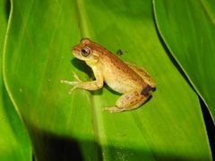 Dendropsophus columbianus