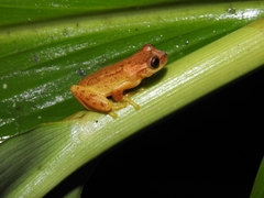 Dendropsophus columbianus