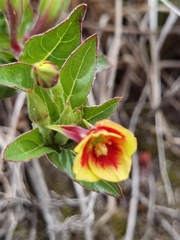 Oenothera epilobiifolia