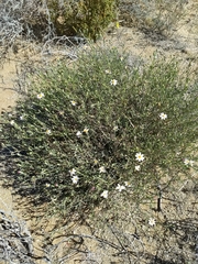 Nicolletia trifida