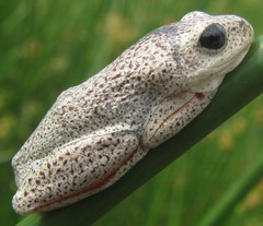 Hyperolius parallelus