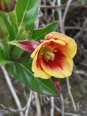 Oenothera epilobiifolia