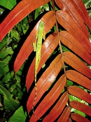 Anolis ventrimaculatus