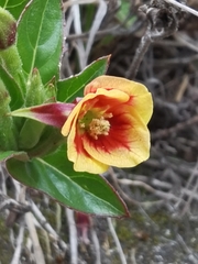 Oenothera epilobiifolia