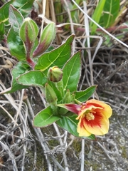 Oenothera epilobiifolia