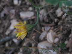 Crepis foetida