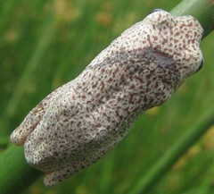 Hyperolius parallelus