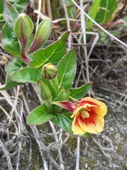 Oenothera epilobiifolia