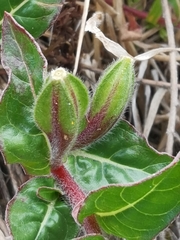 Oenothera epilobiifolia