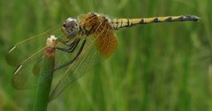 Trithemis monardi