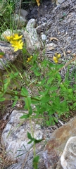 Hypericum undulatum