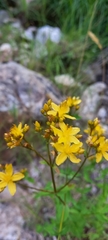 Hypericum undulatum