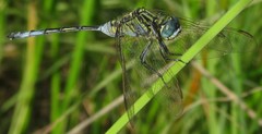 Orthetrum icteromelas