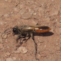 Palmodes praestans