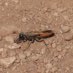 Palmodes praestans