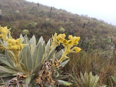 Espeletia hartwegiana