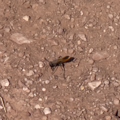 Palmodes praestans