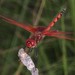 Southern Fluttering Dropwing - Photo (c) Robert Taylor, some rights reserved (CC BY), uploaded by Robert Taylor