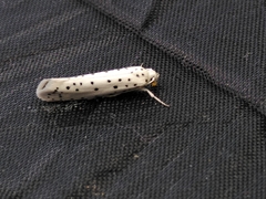 Yponomeuta mahalebella
