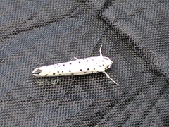 Yponomeuta mahalebella