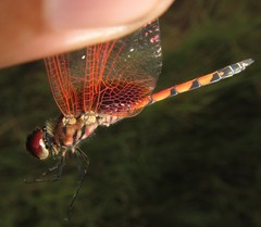 Trithemis monardi