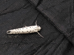Yponomeuta mahalebella