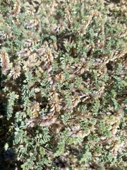 Dalea mollissima