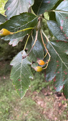 Torminalis glaberrima