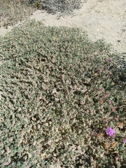 Dalea mollissima